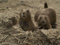 2 Prairie Dogs in Burrow Entrance Looking Forward Royalty Free Stock Photo