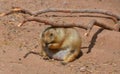 Prairie dogs are burrowing rodents native Royalty Free Stock Photo