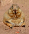 Prairie dogs are burrowing rodents native Royalty Free Stock Photo