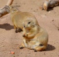 Prairie dogs are burrowing rodents native to the grasslands of North America Royalty Free Stock Photo