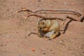 Prairie dogs are burrowing rodents native to the grasslands of North America. Royalty Free Stock Photo