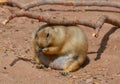 Prairie dogs are burrowing rodents native to the grasslands of North America Royalty Free Stock Photo