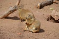 Prairie dogs are burrowing rodents native to the grasslands of North America Royalty Free Stock Photo