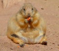 Prairie dogs are burrowing rodents native to the grasslands of North America Royalty Free Stock Photo