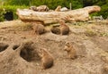 Prairie dogs Royalty Free Stock Photo