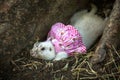 Prairie Dogs cute pets. Royalty Free Stock Photo