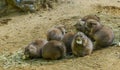 Prairie dogs cute rodent animal family portrait close up of eating food and standing in the sand