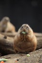 Prairie dogs (Cynomys ludovicianus) eating Royalty Free Stock Photo