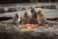 Prairie dogs (Cynomys ludovicianus) eating Royalty Free Stock Photo