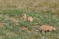 Prairie dogs, Devils Tower National Monument, Wyoming, USA