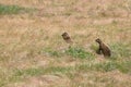 Prairie dogs, Devils Tower National Monument, Wyoming, USA