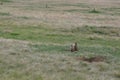Prairie dogs, Devils Tower National Monument, Wyoming, USA