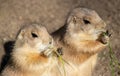 Prairie dogs are eating Royalty Free Stock Photo