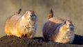 Prairie dogs eating in the sun Royalty Free Stock Photo