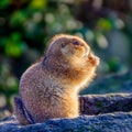 Prairie dogs eating in the sun Royalty Free Stock Photo