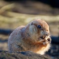 Prairie dogs eating in the sun Royalty Free Stock Photo