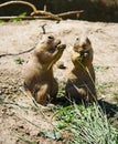 Prairie dogs feeding Royalty Free Stock Photo