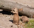 Prairie dogs feeding on grass Royalty Free Stock Photo