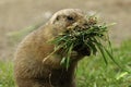 Prairie Dogs with food Royalty Free Stock Photo