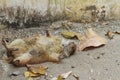 Prairie dog sleeping. Royalty Free Stock Photo