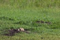 Prairie Dogs in a Green Field Royalty Free Stock Photo