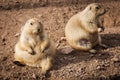 Prairie dogs on ground
