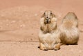 Prairie dogs having lunch Royalty Free Stock Photo