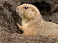 Prairie dogs are herbivorous burrowing ground squirrels native to the grasslands of North America.