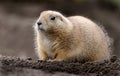 Prairie dogs are herbivorous burrowing rodents native to the grasslands of North America. Royalty Free Stock Photo