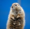 Prairie dogs are herbivorous burrowing rodents native to the grasslands of North America. Royalty Free Stock Photo