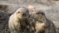 Prairie dogs interacting