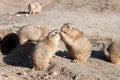 Prairie Dogs Kissing by Burrow Royalty Free Stock Photo