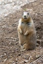 Prairie Dogs on Lookout Royalty Free Stock Photo