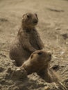 2 Prairie Dogs On The Lookout Royalty Free Stock Photo
