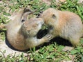 Prairie dogs in meadow in Wyoming Royalty Free Stock Photo