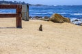 Prairie Dogs, 17 miles Drive, California