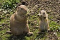 Prairie dogs - mother and baby Royalty Free Stock Photo