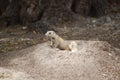 Prairie dogs peeping from burrow Royalty Free Stock Photo