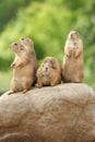 Prairie dogs on rock Royalty Free Stock Photo