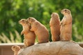 Prairie dogs on rock Royalty Free Stock Photo