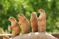 Prairie dogs on rock