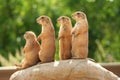 Prairie dogs on rock Royalty Free Stock Photo