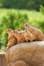 Prairie dogs on rock Royalty Free Stock Photo