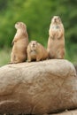 Prairie dogs on rock Royalty Free Stock Photo