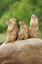 Prairie dogs on rock Royalty Free Stock Photo