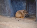 Prairie dogs with rocks and sand Royalty Free Stock Photo