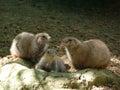 Prairie dogs, San Antonio Zoo