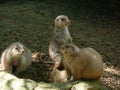 Prairie dogs, San Antonio Zoo