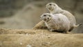 Prairie dogs on the sand Royalty Free Stock Photo