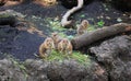 Prairie dogs standing and eating on black rock Royalty Free Stock Photo